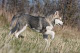 ALASKAN MALAMUTE 851